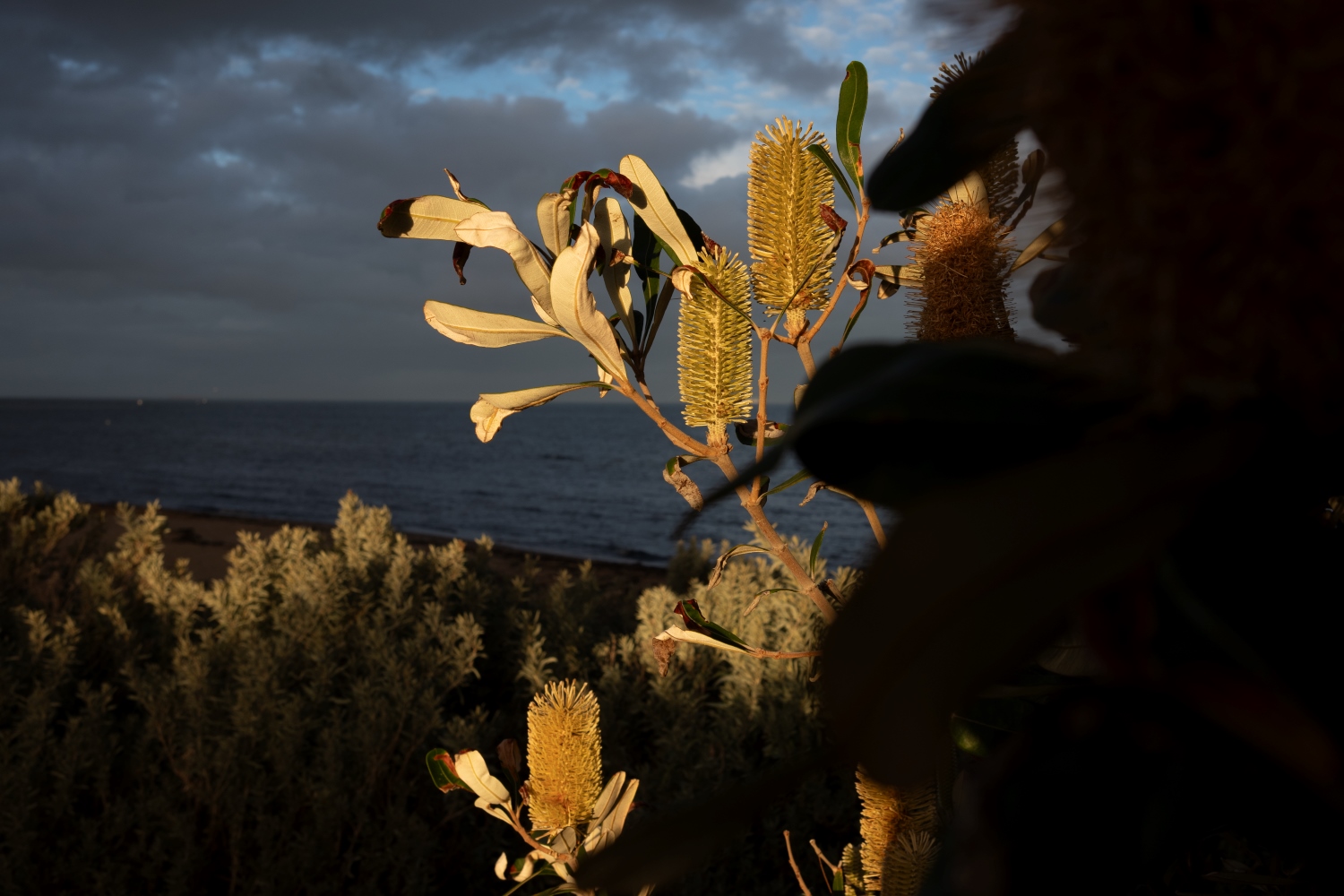 Banksia in in flower