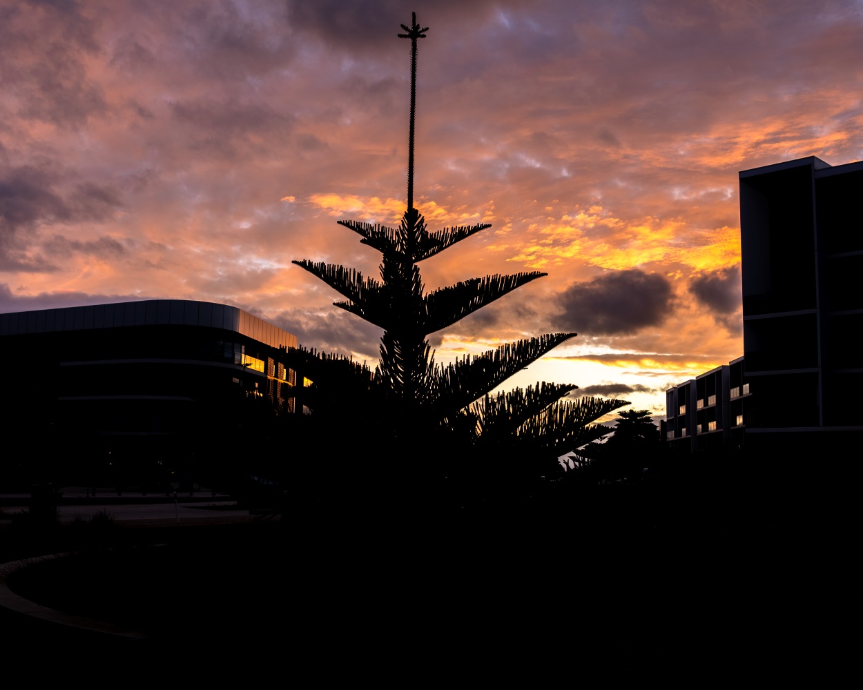 Last light in from of Norfolk island pine