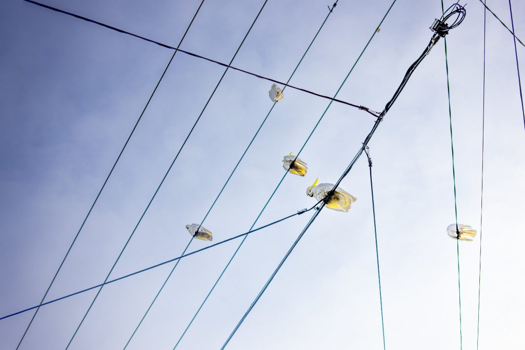 Photo of cockatoos on power lines seen from below