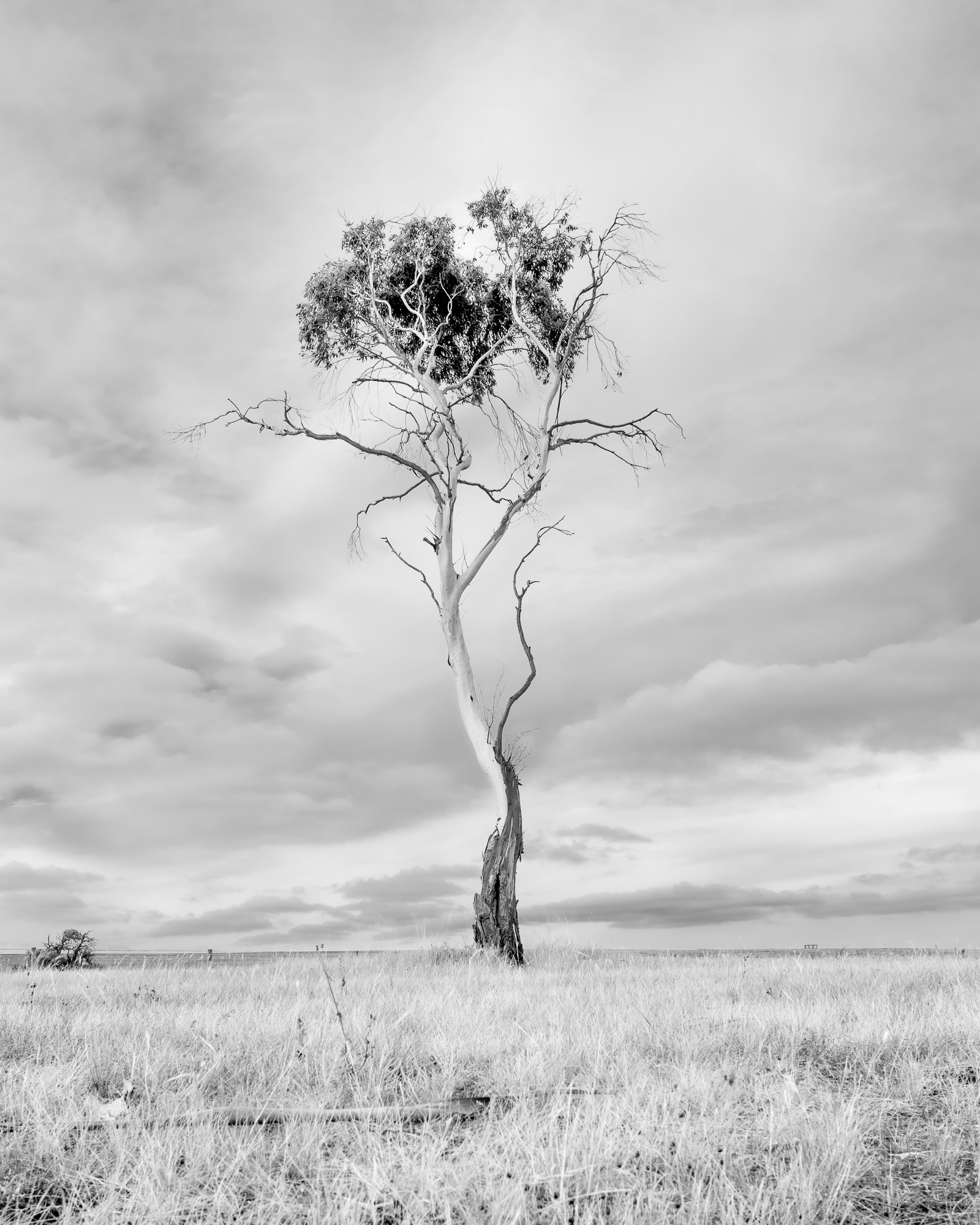 This 24x36" Giclée print on smooth peal photo paper. Single Gumtree on a hot day.