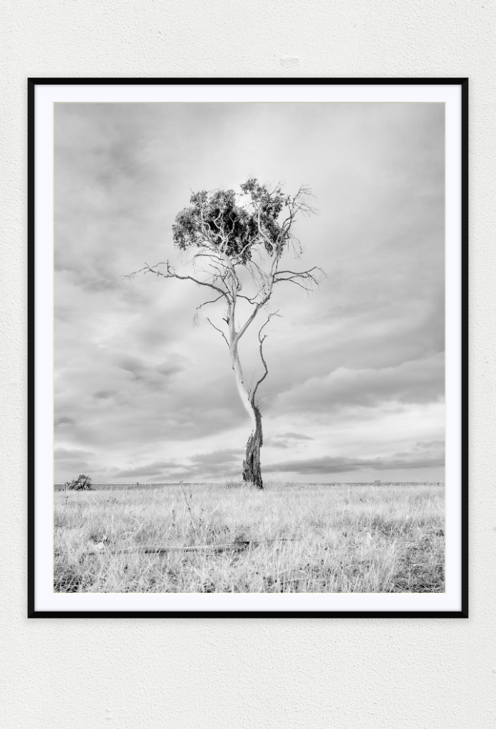 A hot day on Austrailan grasslands with a single spindly tree. The light is intense but muted as it is near the summer solstice.