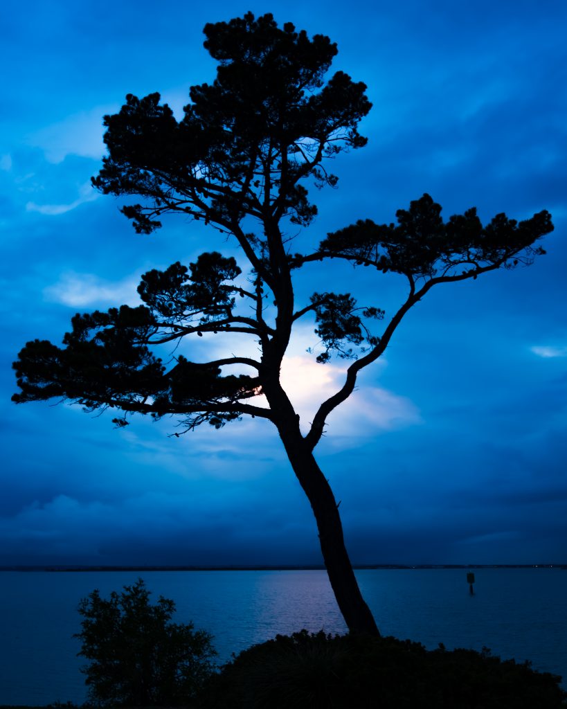 A single tree silhouetted against a pink cloud in a blue sky