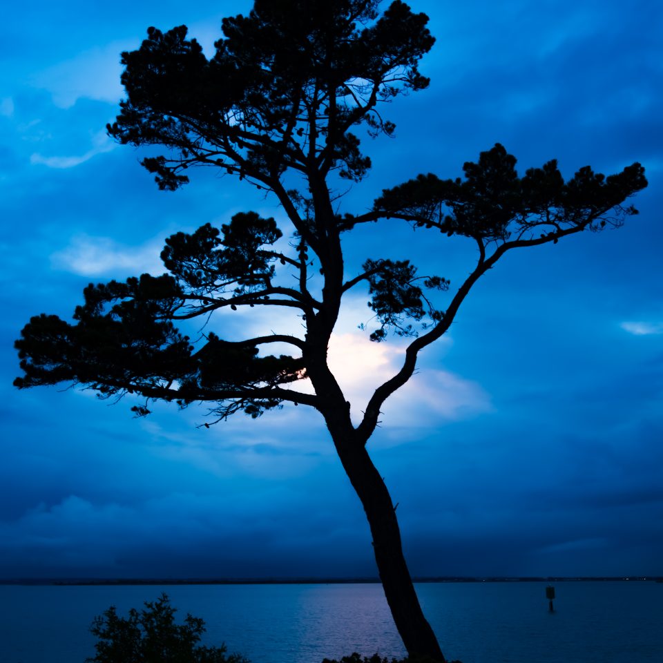 A single tree silhouetted against a pink cloud in a blue sky