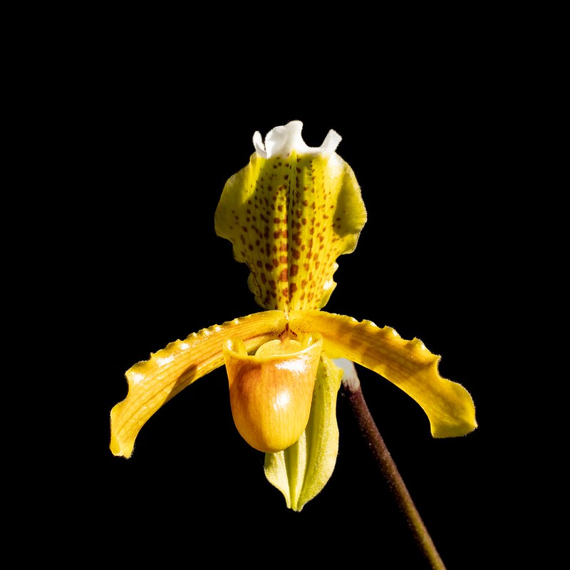 Orchid in high resolution against a black background