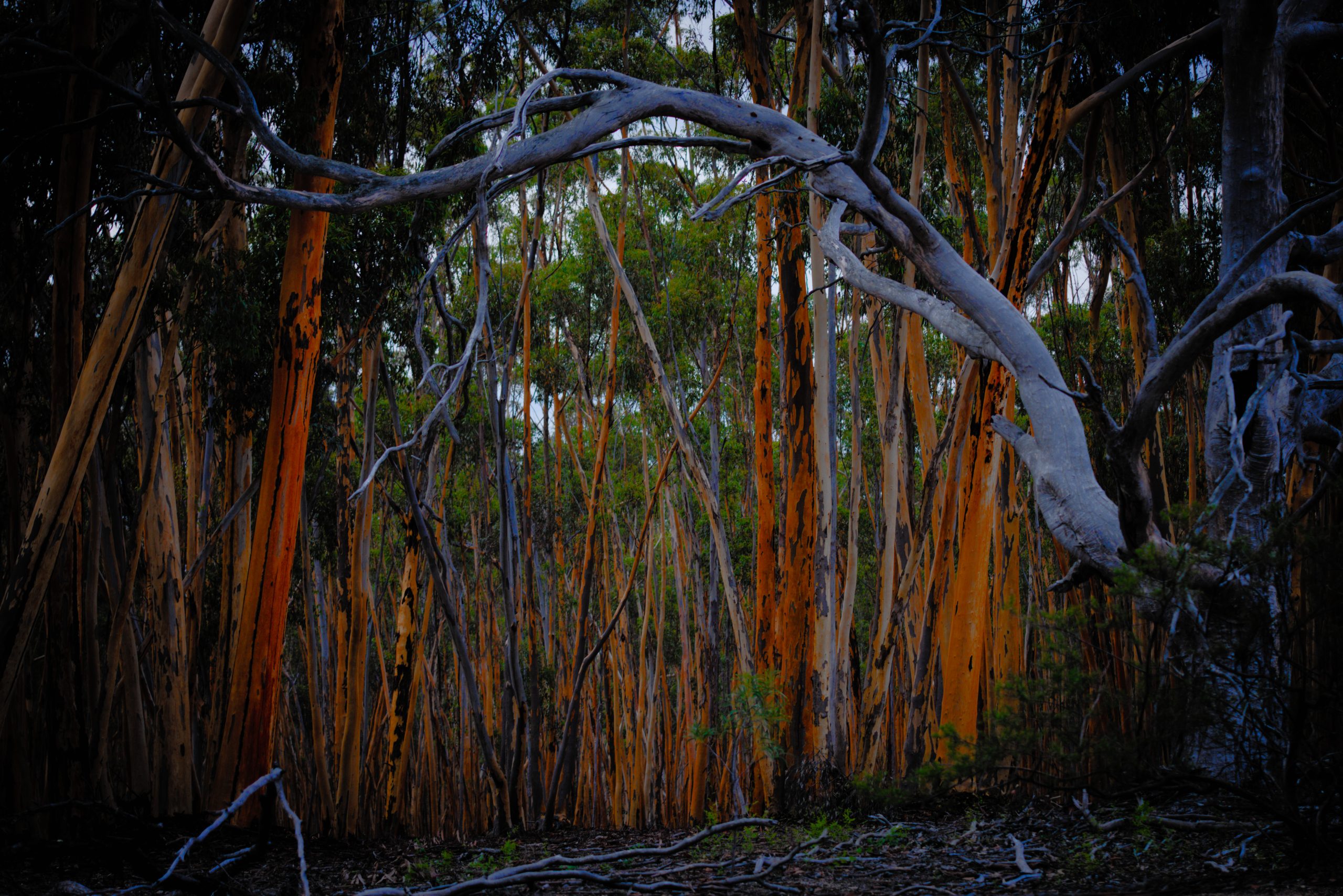 Last Light at the You Yangs