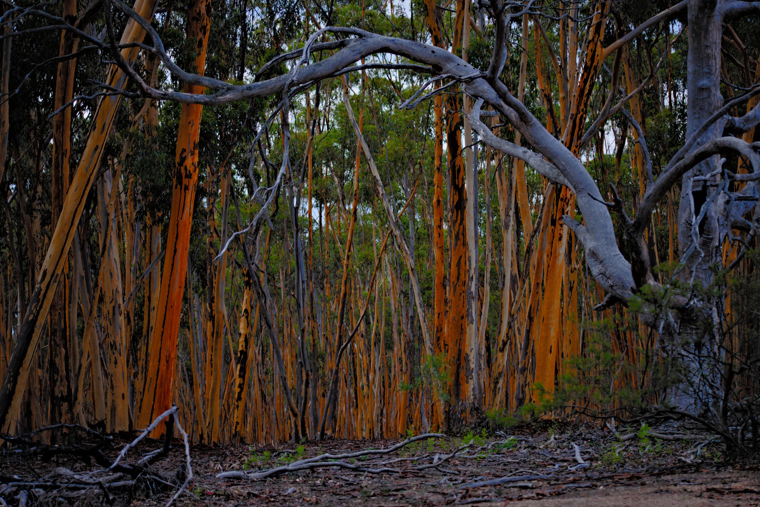 A dense forest of eucalyptus trees with vibrant orange bark under a canopy of green leaves, framed by fallen branches in the foreground.