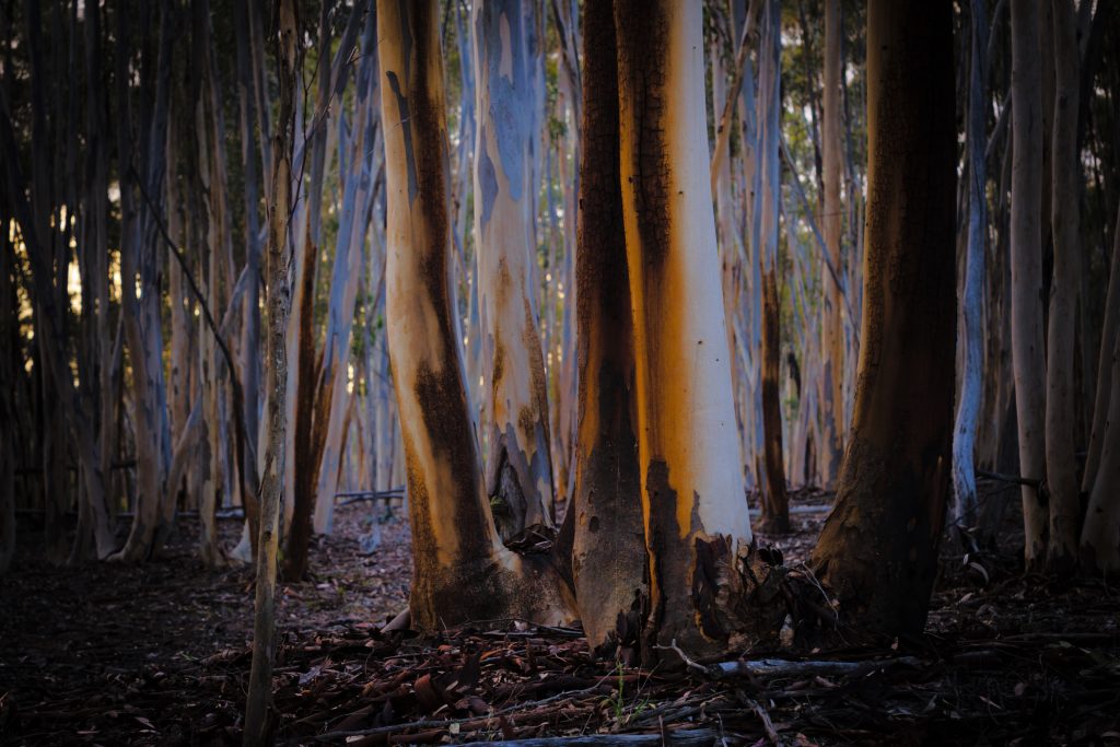 A close-up of colorful orange and blue eucalyptus tree bark in a moody forest setting.